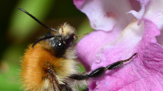 Ackerhummel (10).JPG